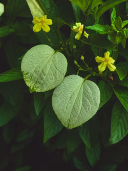 Green leaf