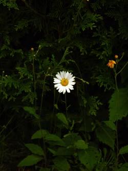 Lone Daisy Blooming Amidst Greenery in a Serene Natural Setting