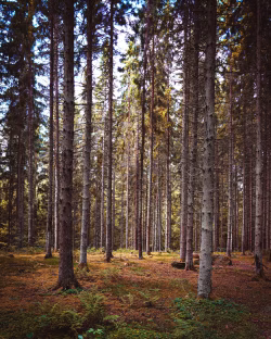Lush Forest With Tall Trees and Vibrant Green Foliage in Daylight