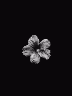 Monochromatic Flower on Black Background with Detailed Textures