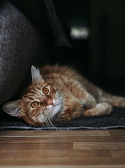 Orange Ginger Cat Relaxed On Rug Near Sofa, A Quiet Home Moment