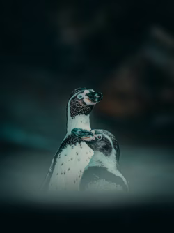 Pair of Humboldt Penguins Standing Together in a Dramatic Environment
