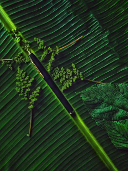 Pen In nature
