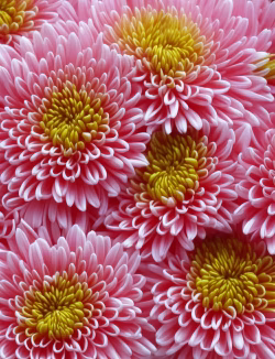 Pink and Yellow Chrysanthemums in Full Bloom Close-Up