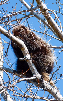 Porcupine Resting on Tree Amidst Bare Branches and Blue Sky