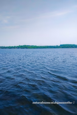 Scenic View of a Calm Lake With Forested Horizon Under Clear Sky