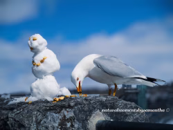 Seagull Interacting with Snowman on a Snow-Covered Wall Outdoors