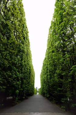 Serene Green Walkway Flanked by Tall Lush Trees and Benches