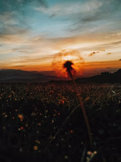 Silhouette At Sunset Over Rolling Hills: Dewy Grass, Warm Horizon, and Quiet Nature Scene