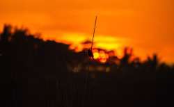 Silhouette of a Bird Against a Vibrant Sunset Sky