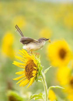 Small Bird Perched on a Sunflower Holding an Insect Against a Blurred Background