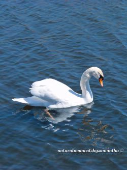 Stillness 🦢