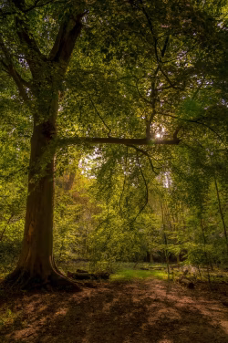 Sunlight Filtering Through Trees in a Serene Forest Landscape