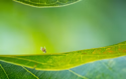 Tiny Insect on Leaf with Vibrant Green Nature Background