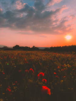 Tranquil Sunset Over a Poppy Field With Dramatic Sky