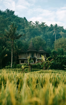 Tropical Bamboo House Amidst Green Rice Fields and Lush Jungle