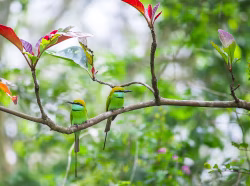 Two Hummingbirds Perched On A Branch In A Lush Garden With Bright Green Plumage And Long Tails