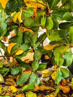 Vibrant Green Leaves Amidst Golden Autumn Foliage in Close-Up View