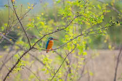 Vibrant Kingfisher Resting Amidst Green Foliage in Natural Habitat