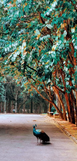 Vibrant Peacock Posing Gracefully Amid Serene Forest Pathway