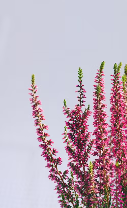 Vibrant Pink Heather Flowers Against a Clear Blue Sky Background
