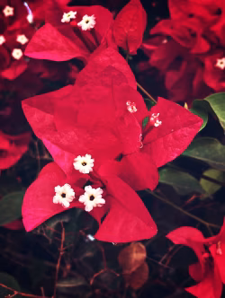 Vibrant Red Bougainvillea Blossoms With Tiny White Centered Flowers In Garden