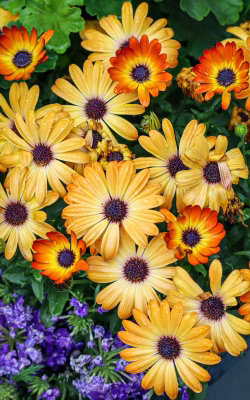 Vibrant Yellow and Orange Flowers in Full Bloom With Water Droplets
