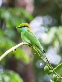 Vivid Green Bee-Eater Perched On Branch Amid Lush Tropical Foliage
