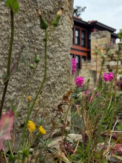Wildflowers Growing Amidst Ancient Stone Walls and Historic Architecture