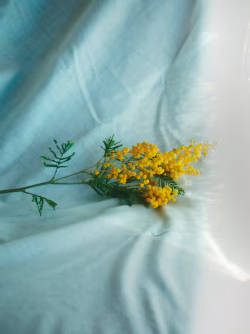 Yellow Flowers on Light Blue Fabric with Gentle Lighting