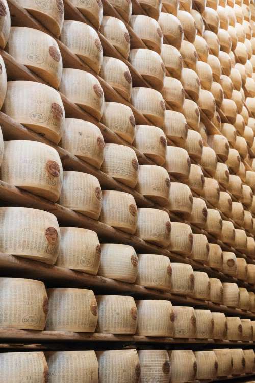 Aged Parmesan Cheeses Stored on Wooden Shelves in a Storage Facility