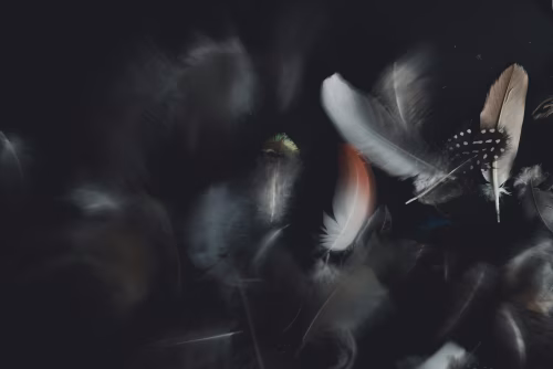 Artistic Composition of Colorful Feathers on a Dark Background