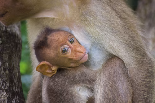 Baby Monkey Clings to Mother's Fur in a Protective Embrace