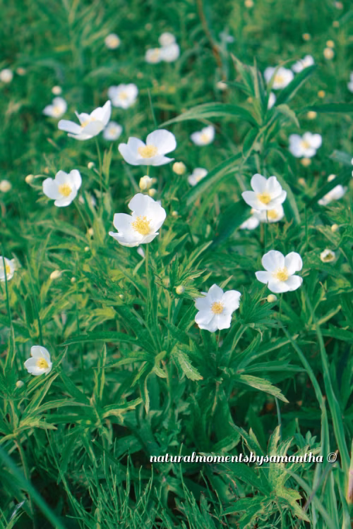 Beautiful Blooming White Flowers in a Lush Green Meadow