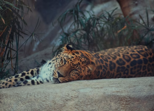 Beautiful Leopard Resting on Rock in Jungle Habitat