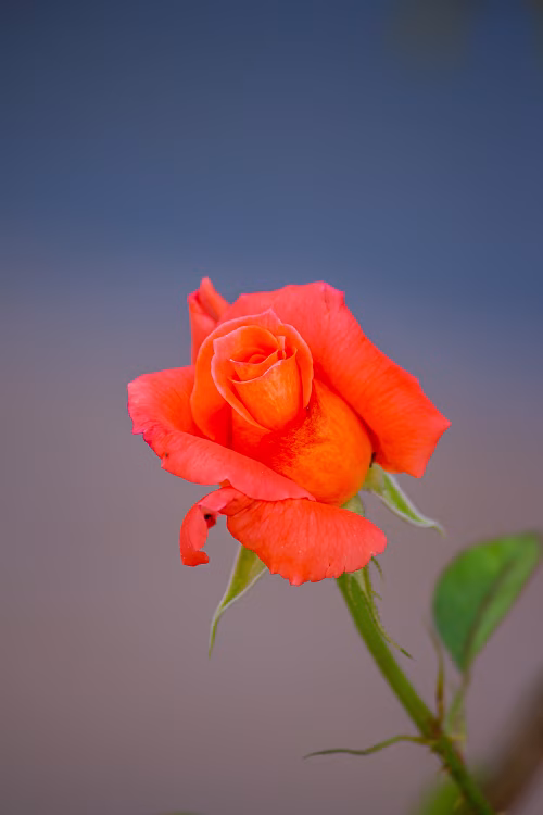 Beautiful Orange Rose Blooming Against A Soft Gradient Background