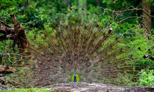 Beautiful Peacock Displaying Vibrant Feathers in a Lush Forest Setting