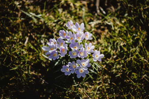 Beautiful Purple Crocuses Blooming in a Sunlit Grassy Field