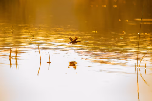 Bird Flying Above Golden Lake Surrounded by Tranquil Natural Scenery