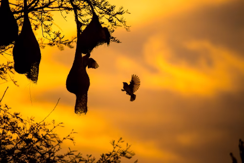 Birds Building Nests on Branches Silhouetted Against Vibrant Sunset Sky