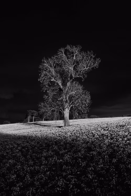 Black and White Tree on Floral Meadow Under Dramatic Sky