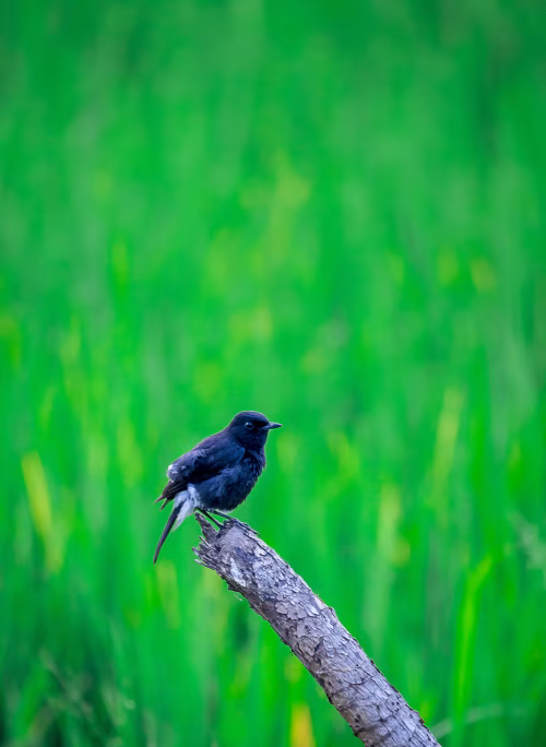 Black Bird Perched On A Weathered Branch In A Lush Green Field Landscape