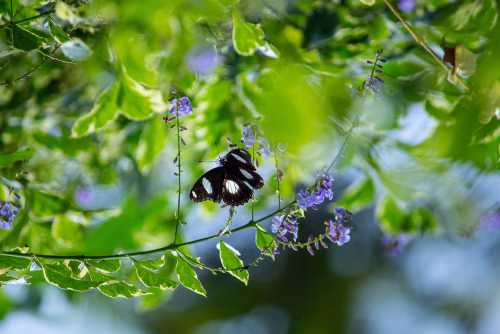 Black Butterfly Resting On Purple Flowers Amid Bright Green Leaves In A Sunlit Garden Scene