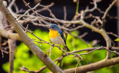 Blue Bird Perched on Branch with Bright Orange Chest in Garden Setting