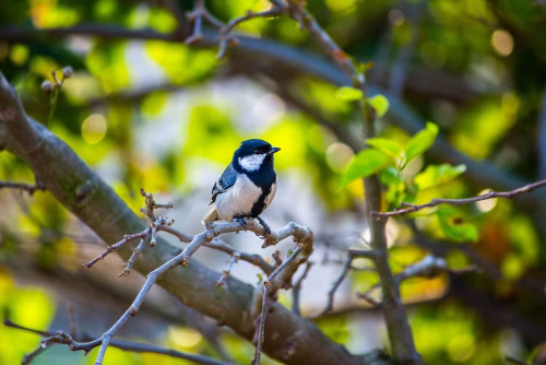 Blue Tit Perched On Branch In Bright Green Garden Scene With Dappled Light