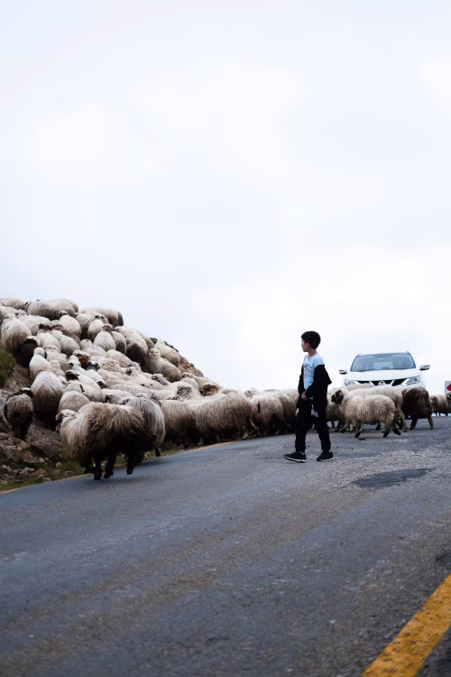 Boy Watching Sheep Herd Cross Contrasting Rural Road with Approaching Car