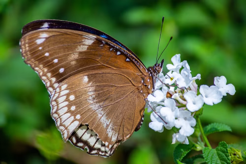Brown Butterfly Sips Nectar From White Flowers In A Lush Green Garden Scene