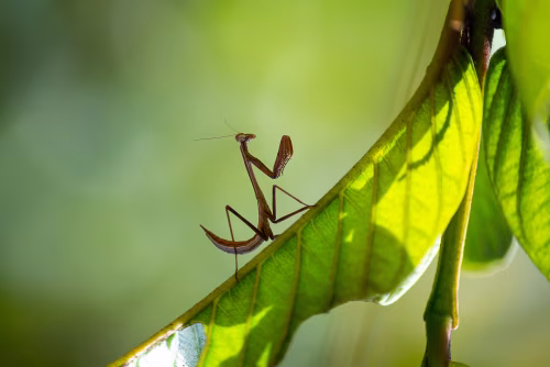 Brown Praying Mantis On Green Leaf in Sunlit Nature - Closeup of a Delicate Insect