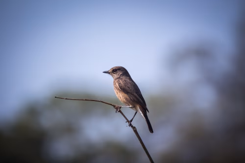 Brown Warbler Perched on Thin Branch in Clear Sky — Serene Nature Birding Photo Asset