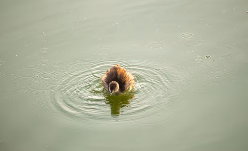 Brown Water Bird Floating Calmly on a Rippling Pond Surface